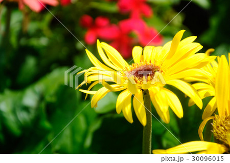 chrysanthemum flowers chrysanthemum flowers 30096015