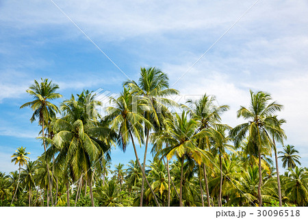 Scenic tropical jungle forest, Ceylon nature Scenic tropical jungle forest, Ceylon nature 30096518