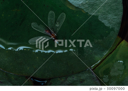 Dead insect mosquito on water lily leaf in lake 30097000