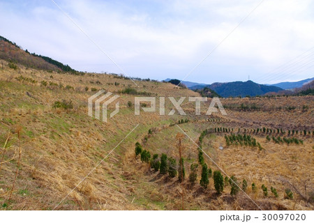 植林　山の採石場あと　c 30097020
