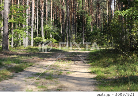 Country road in a wood 30097921