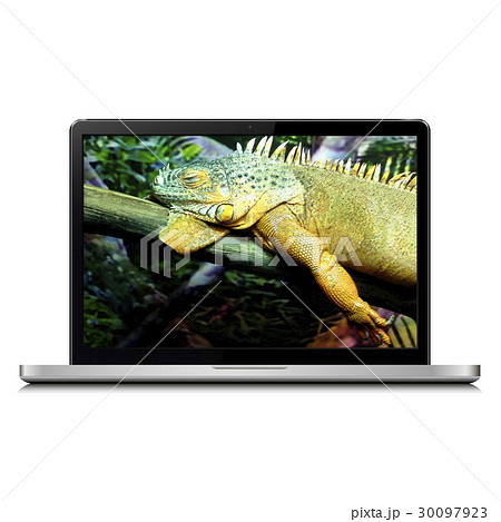 Laptop with sleeping iguana on screen 30097923