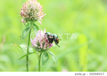 コガネムシカップル 30098037