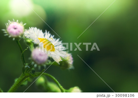 朝露に濡れる花 朝露に濡れる花 30098106