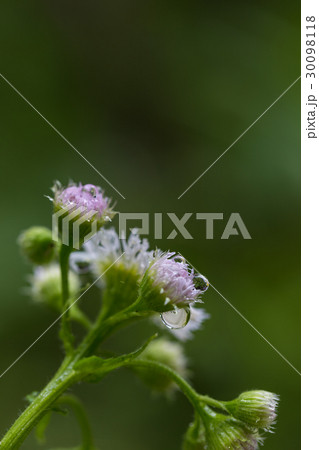 朝露に濡れる花 朝露に濡れる花 30098118
