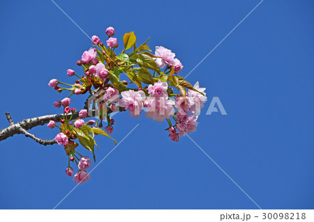 Pink cherry blossom over clear blue sky Pink cherry blossom over clear blue sky 30098218