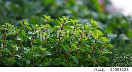 Green fresh sweet marjoram spicy herb sprouts 30098228