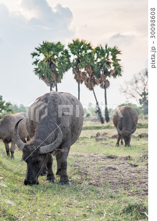Asian buffalo eat grass on the field  30098608