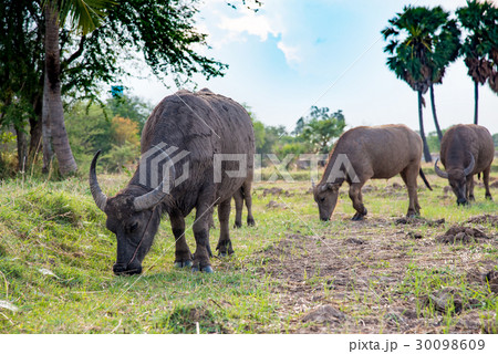Asian buffalo eat grass on the field Asian buffalo eat grass on the field 30098609