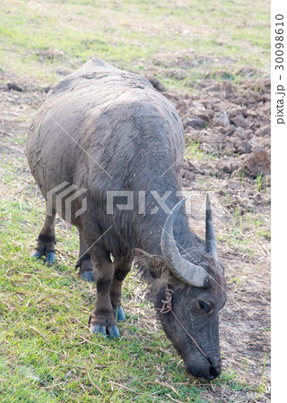 Asian buffalo eat grass on the field  30098610