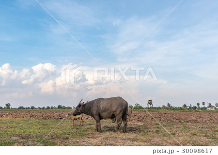 Asian buffalo eat grass on the field 30098617