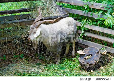 Satisfied goat in the pen 30099581