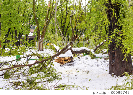 Heavy snow in Moldova, view of central park Heavy snow in Moldova, view of central park 30099745