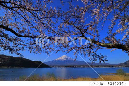 河口湖から青空の桜の木と富士山 30100564