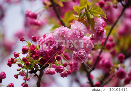 八重桜 30101412