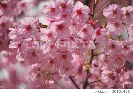 桜の花 30101438