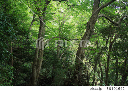 初秋のイヌブナ林　裏高尾 30101642