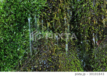 名水ー猫渕清水　只見町 30101643