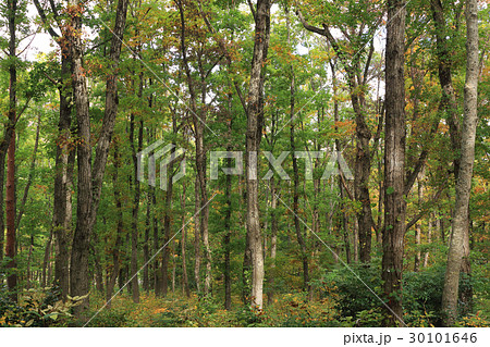秋のコナラ林 只見町 秋のコナラ林 只見町 30101646
