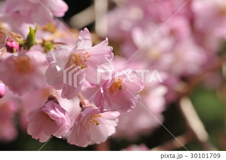 八重紅枝垂れ桜 八重紅枝垂れ桜 30101709