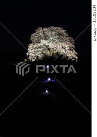 醍醐桜857 醍醐桜857 30102234