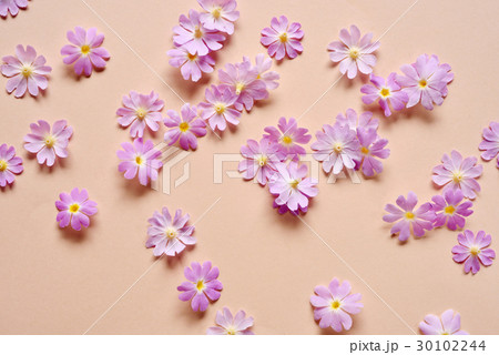 背景素材~サクラソウ~ 背景素材~サクラソウ~ 30102244