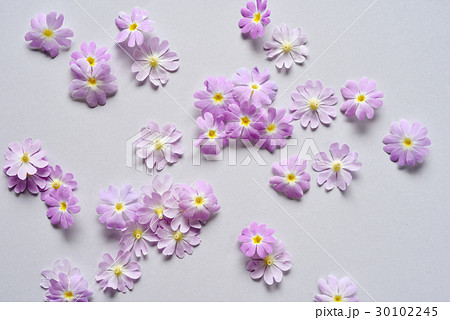 背景素材~サクラソウ~ 背景素材~サクラソウ~ 30102245