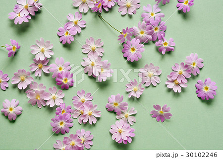 背景素材～サクラソウ～ 30102246