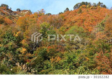 自然林の紅葉　田子倉ダム 30102282