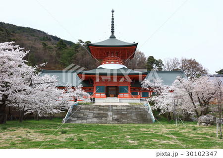 雲上殿の桜 30102347