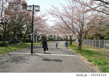 桜並木 桜並木 30102419