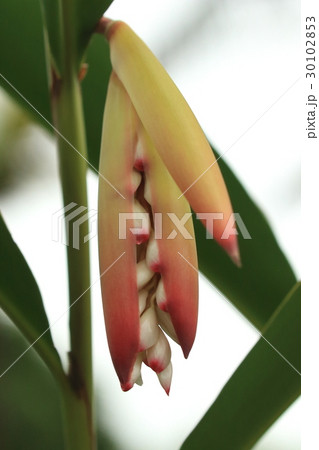 自然　植物　ゲットウ、四月中旬の石垣島。苞が割れて花がのぞきはじめました 30102853