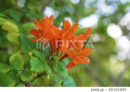 ヒメノウセンカズラの写真素材