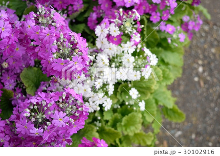 サクラソウ 30102916