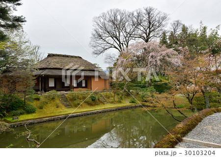 桂離宮 笑意軒 枝垂れ桜 桂離宮 笑意軒 枝垂れ桜 30103204