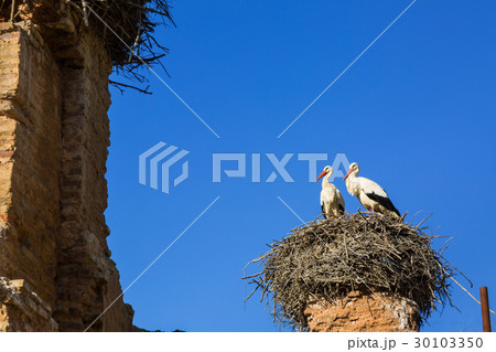 Storks nesting in Chellah sanctuary Rabat, Morocco 30103350