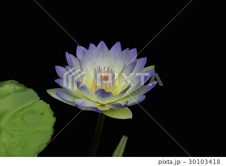 Waterlily or lotus flower, blur background. Waterlily or lotus flower, blur background. 30103418