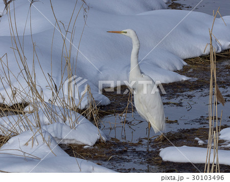 ダイサギ 30103496