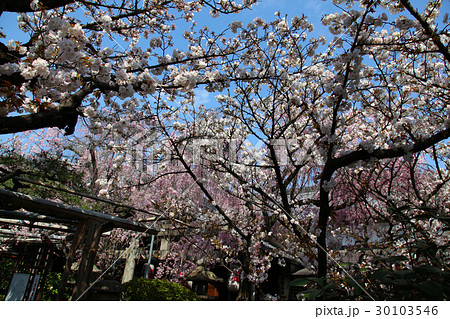 雨法院 桜 雨法院 桜 30103546
