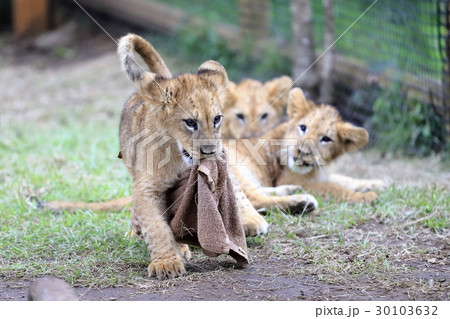 ライオンの赤ちゃん ライオンの赤ちゃん 30103632