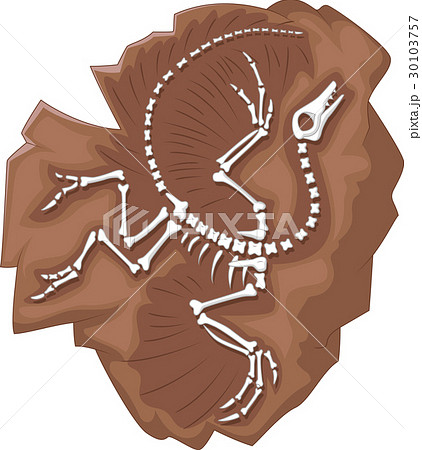 Cartoon Archeopteryx fossil 30103757
