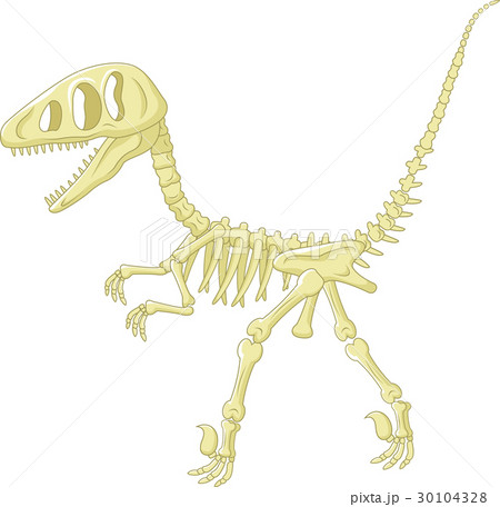 Dinosaur Skeletonのイラスト素材