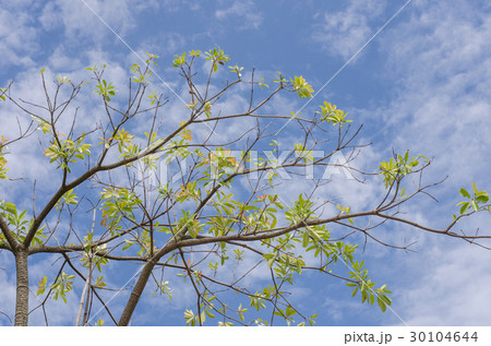 Branches nature sky Branches nature sky 30104644