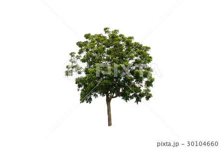 isolated deciduous tree on a white background 30104660