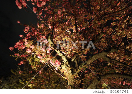 二条城 桜の園 二条城 桜の園 30104741