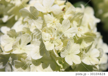 オオデマリの花 30104828
