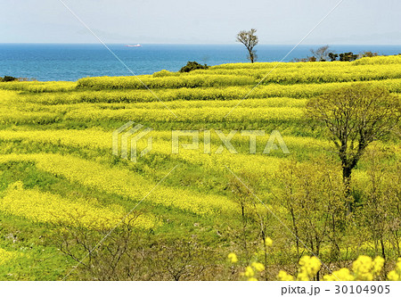 菜の花　長崎鼻 30104905