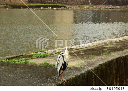 アオサギ アオサギ 30105013