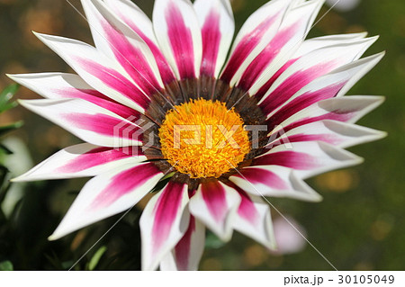 ガザニア 30105049