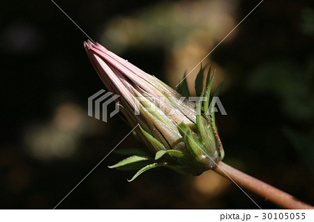 ガザニア ガザニア 30105055